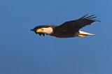 Eagle In Flight_45216